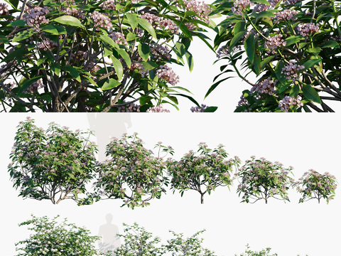 Mountain laurel irrigation wood