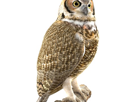 Modern Owl