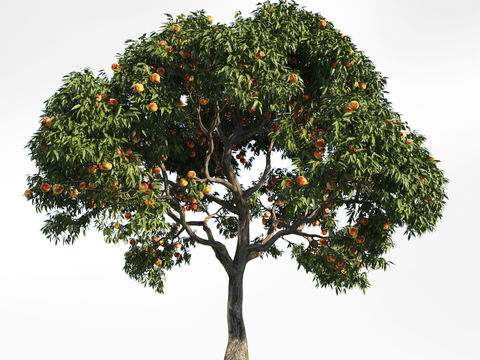 Modern Fruit Tree Peach Tree