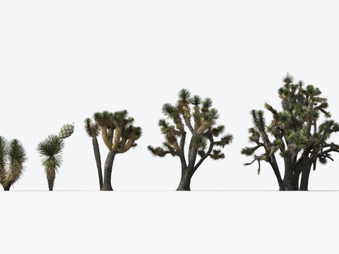 Modern Desert Plants