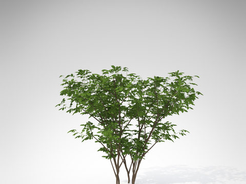 Modern Green Plant Shrub Free