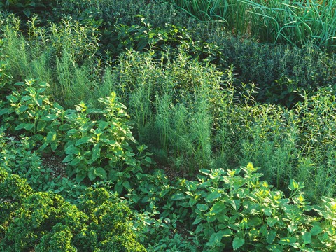 Vegetable garden, vegetable field, flowers and plants