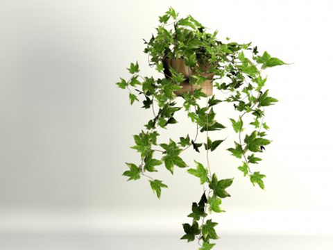 Modern Green Plant Vine Potted Free