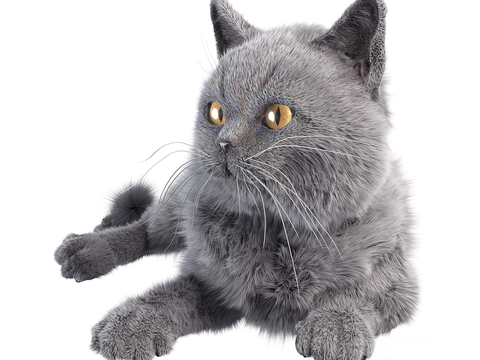 Long-haired gray cat English short blue cat