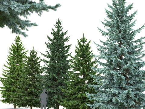 modern spruce tree landscape tree