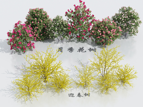 winter jasmine rose rose rose rose bushes