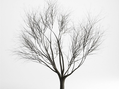 Modern landscape tree free