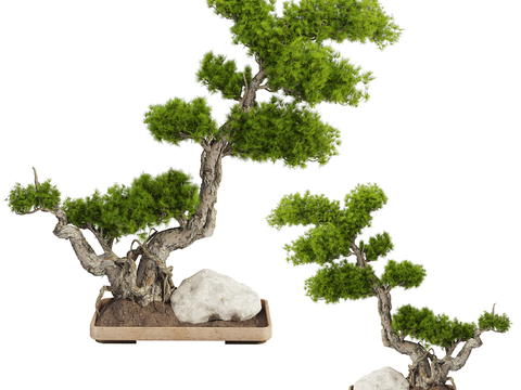 Pine bonsai green plants