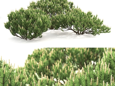 Masson pine green plant shrub