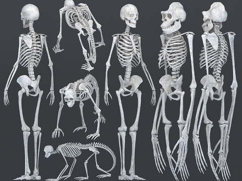 Modern Human and Simian Skeleton