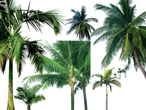 modern coconut tree big tree landscape tree psd