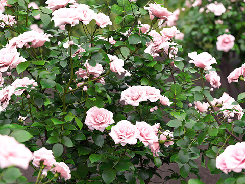 Modern rose bushes