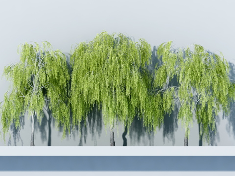 Willow Landscape Tree