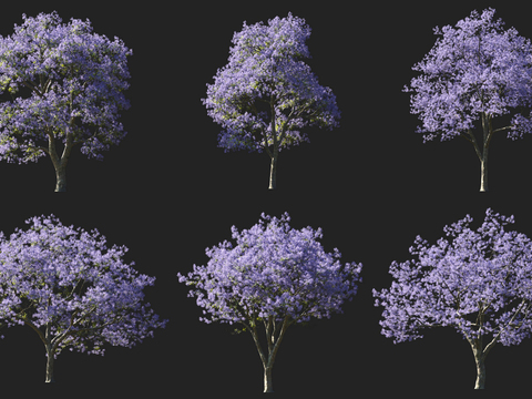 Jacaranda Flower Tree Landscape Tree