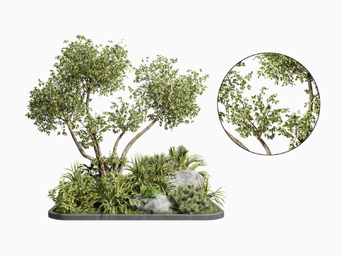 Modern Green Plant Shrubs