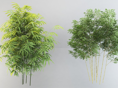 Modern Lush Bamboo Combination