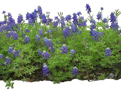 modern lavender bushes psd