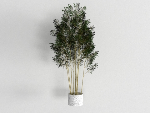 Modern bamboo potted plant free