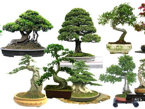 modern pok pine green planting landscape tree potted psd