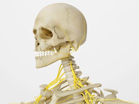 modern human skeleton