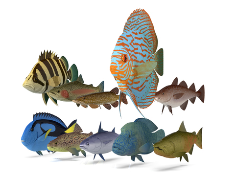 Modern Tropical Fish