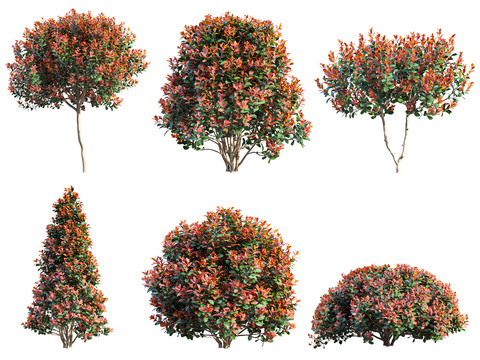 Modern Photinia bushes