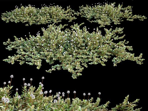 Rosemary flowers and plants