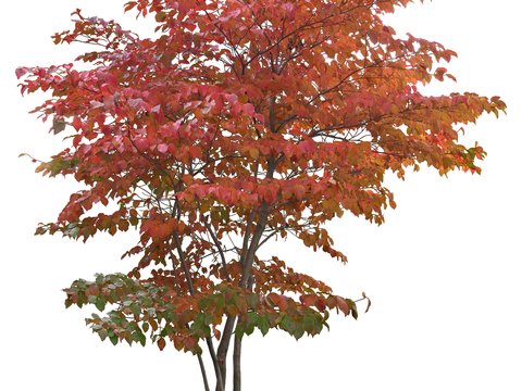 red leaf trees psd