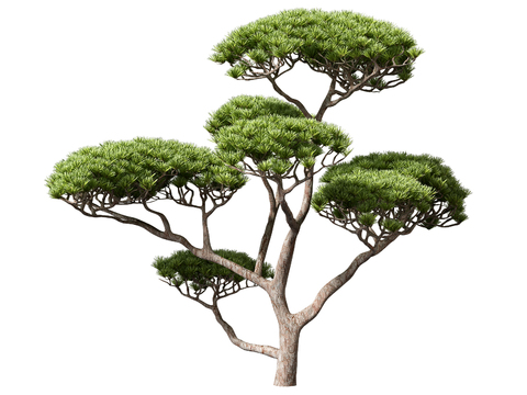 Chinese style welcome pine landscape tree