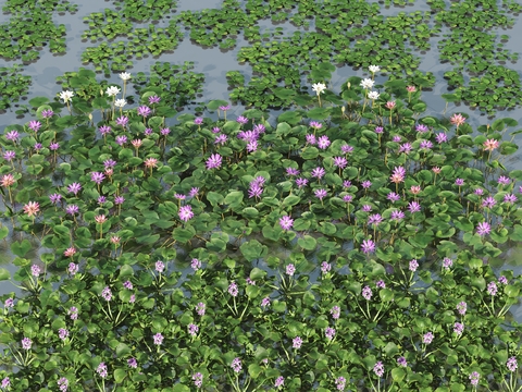 aquatic plant water hyacinth lotus leaf lotus water lily