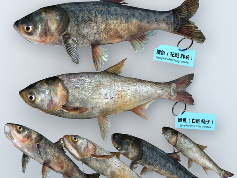 Modern Silver Carp Fat Head Fish Specimen