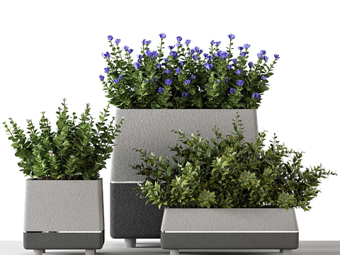 Plant Bonsai Flower Box