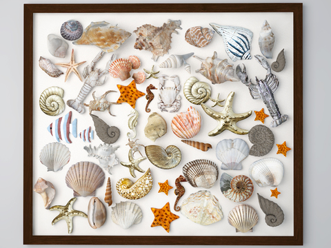 Shell Specimen Wall Decoration