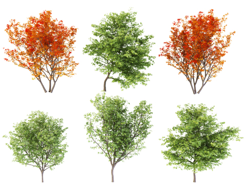 Modern Maple Landscape Tree