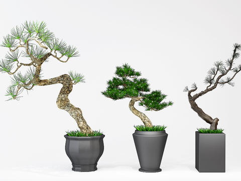 Pine potted combination of modern plants