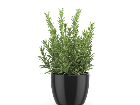 Modern Green Plant Potted Free