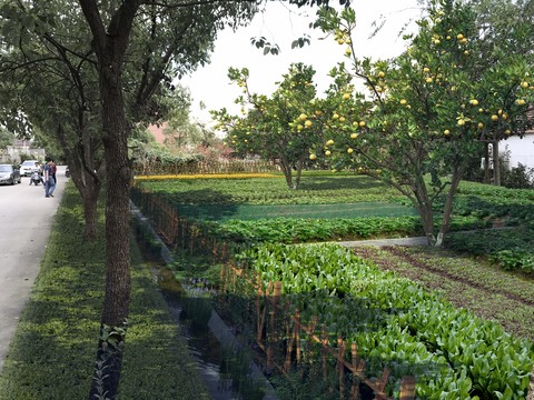 Modern Park Vegetable Garden psd