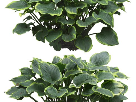 modern green plant shrub psd