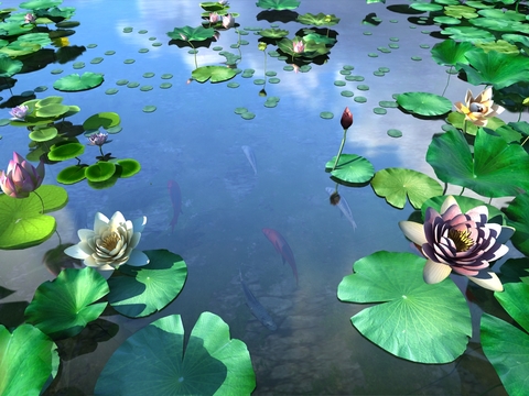 Modern Lotus Pond Landscape