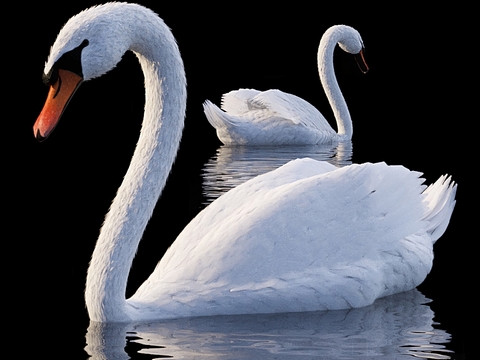 modern animal white swan