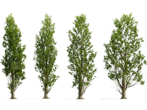 Modern poplar landscape tree