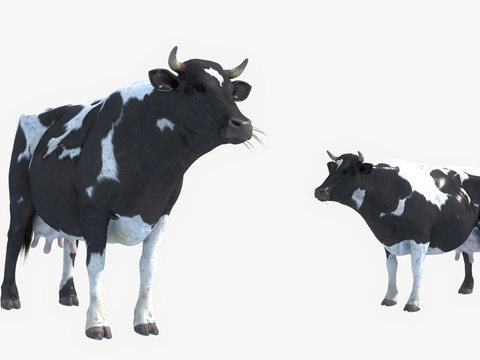 Cow