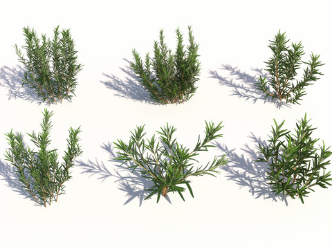 landscape tree shrub rosemary