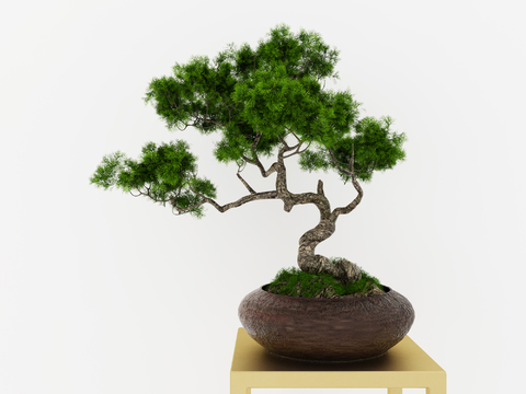 New Chinese Pine Pot