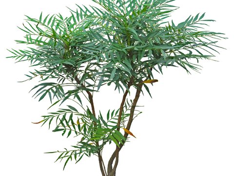 modern green plant shrub psd