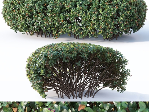 Modern shrubs