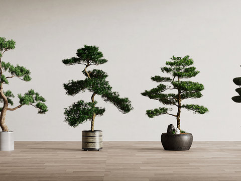 Pine bonsai green plants