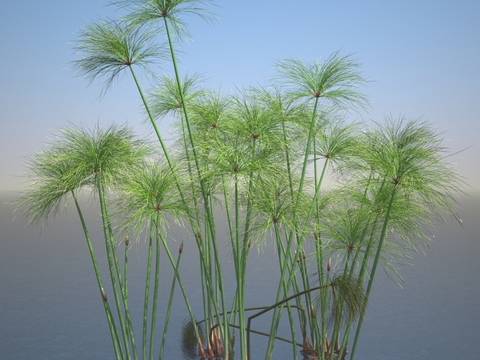 Modern papyrus aquatic plants