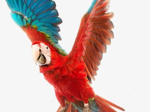 Modern Parrot Free