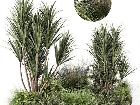 Modern Tropical Plants